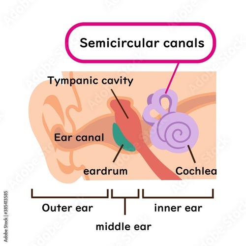 Illustration material of medical semicircular canals