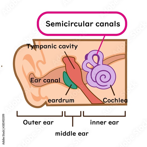 Illustration material of medical semicircular canals