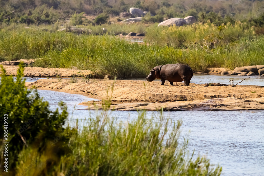 African Hippopotamus next to a river in a South African wildlife reserve African Hippopotamus next to a river in a South African wildlife reserve