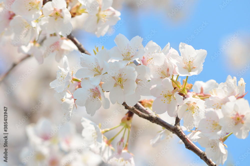 桜 桜
