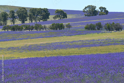 Purple wildflowers blooming in a field in Western Australia