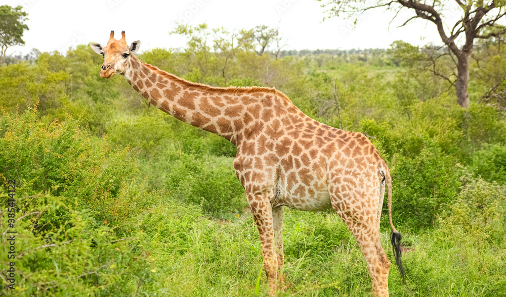 African Giraffe in a South African wildlife reserve African Giraffe in a South African wildlife reserve