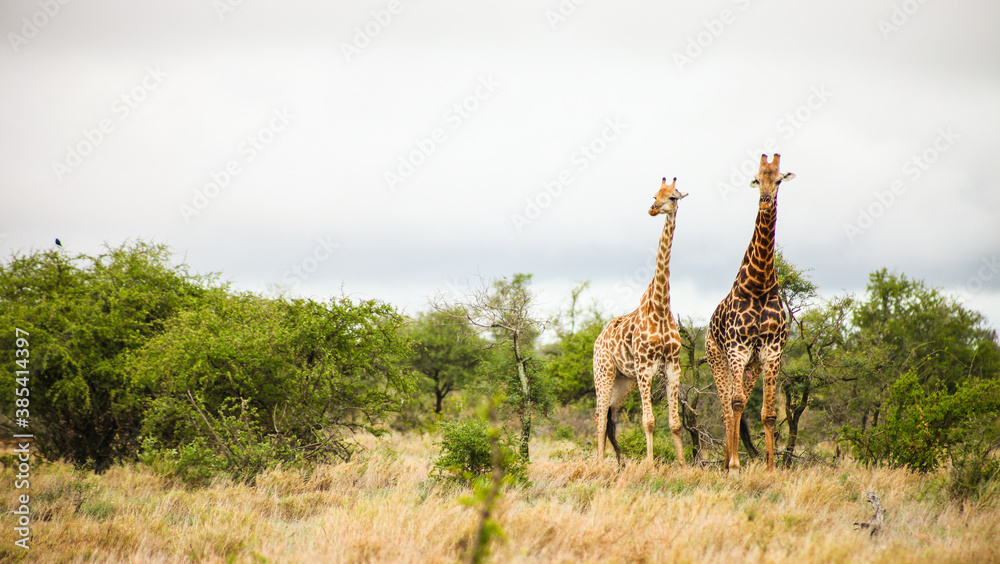 Fototapeta premium African Giraffe during a mating in a South African wildlife reserve