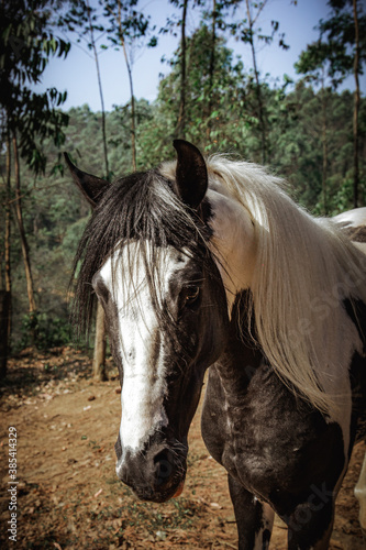 Lindo cavalo em seu habitat 