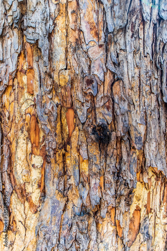Tree bark background texture