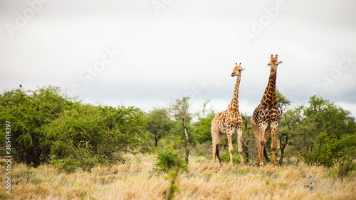 African Giraffe during a mating in a South African wildlife reserve