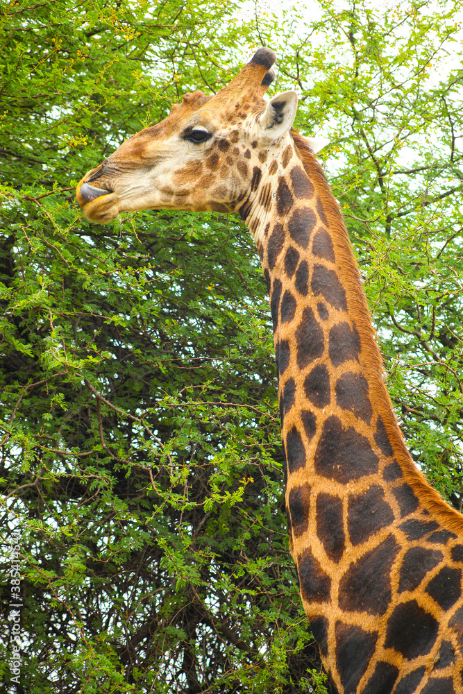 Fototapeta premium African Giraffe browsing on a tree in a South African wildlife reserve