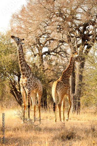 African Giraffe in a South African wildlife reserve
