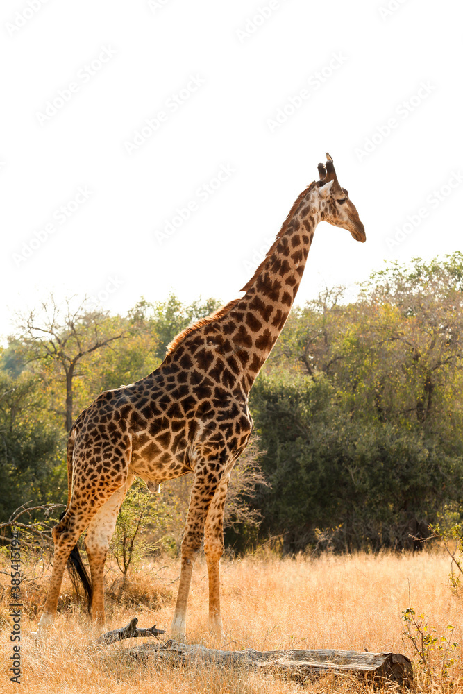 African Giraffe in a South African wildlife reserve African Giraffe in a South African wildlife reserve