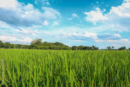 green field and blue sky