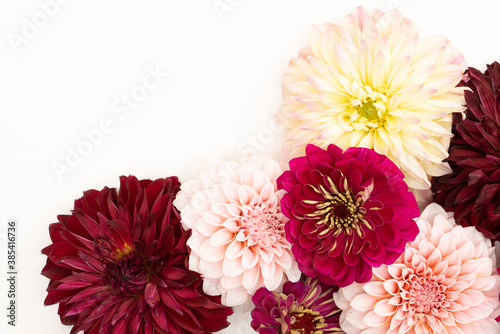 Fotografiet Vibrant dahlia floral flat lay with copy space