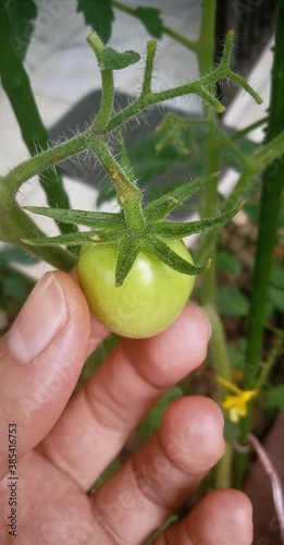 Checking tomato plant before harvesting.