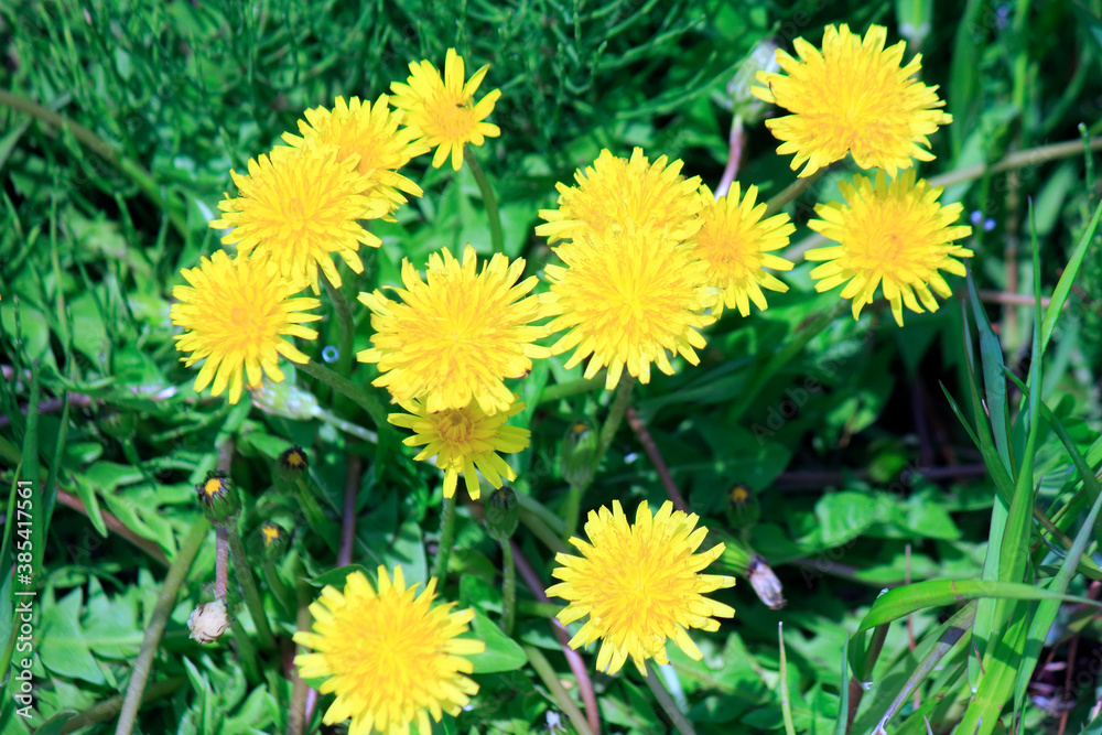 タンポポの花 タンポポの花