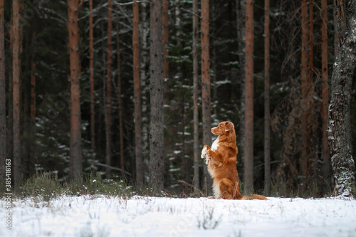 redhead dog in the forest in winter. Nova Scotia Duck Tolling Retriever in nature