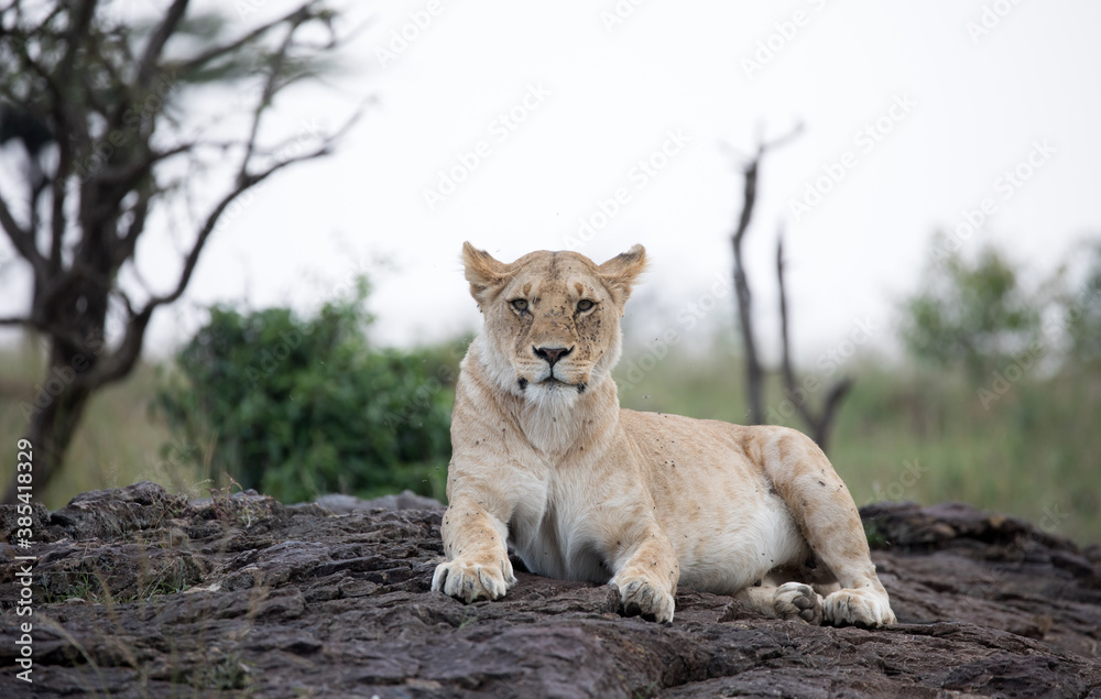 A Lion (panthers leo) in the early evening on a rock in northern Kenya. A Lion (panthers leo) in the early evening on a rock in northern Kenya.