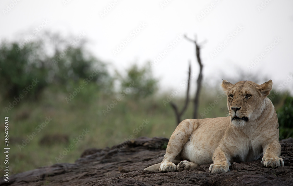A Lion (panthers leo) in the early evening on a rock in northern Kenya A Lion (panthers leo) in the early evening on a rock in northern Kenya