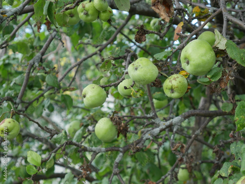 apples on tree apples on tree