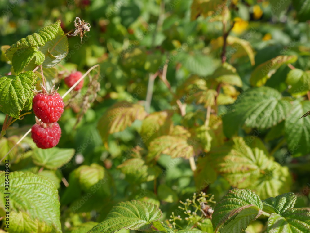 Raspberries on a branch in the garden. Berries. Summer. Raspberries on a branch in the garden. Berries. Summer.
