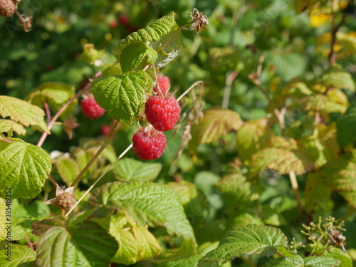 Raspberries on a branch in the garden. Berries. Summer.