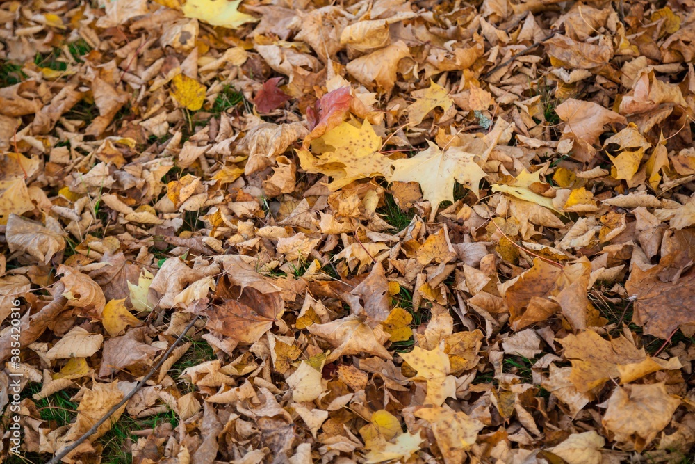 Fallen autumn leaves on the ground. Fallen autumn leaves on the ground.