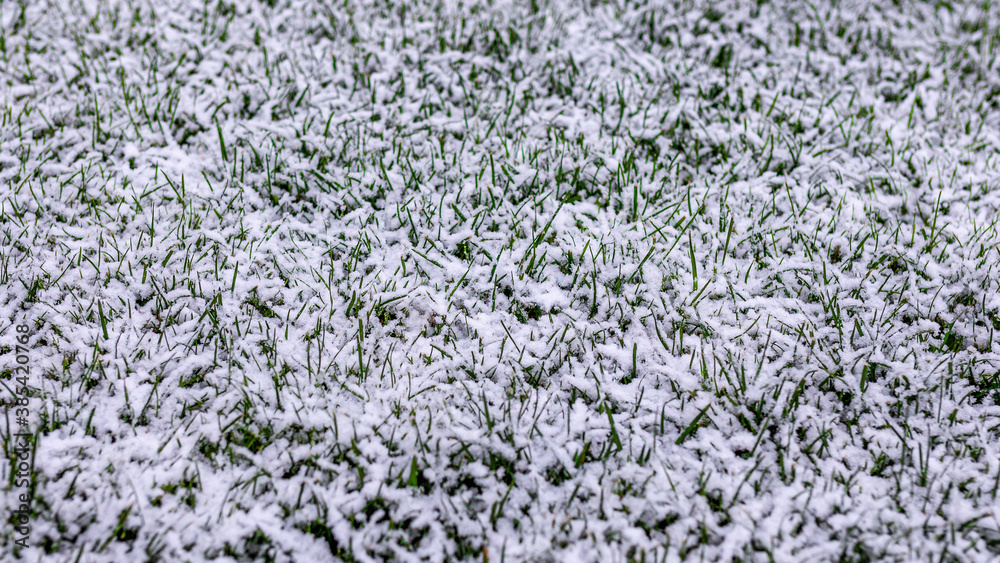 Grass covered in snow after early autumn snowfall Grass covered in snow after early autumn snowfall