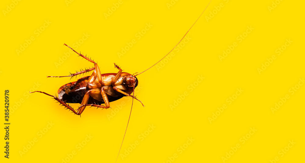 Template heading web banner - Cockroach isolated on yellow background, Flat lay with copy space Template heading web banner - Cockroach isolated on yellow background, Flat lay with copy space