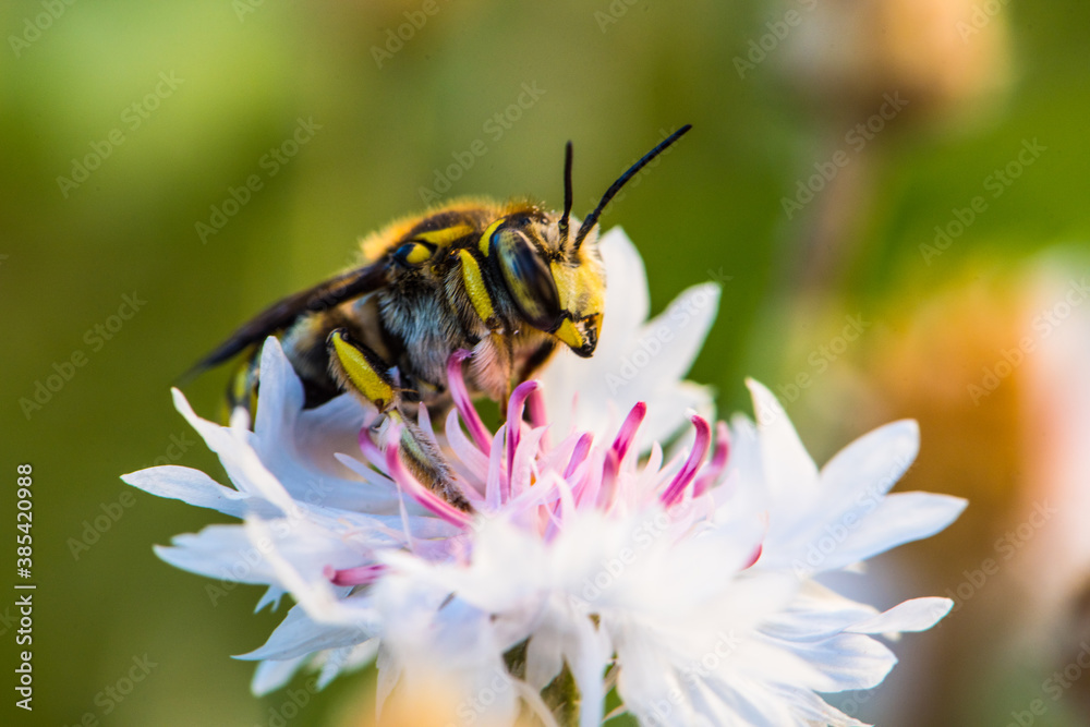 European wool carder bee Anthidium florentinum European wool carder bee Anthidium florentinum
