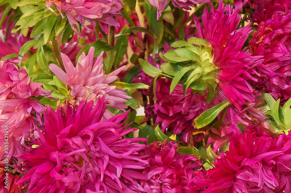 Bouquet of fading asters close up Bouquet of fading asters close up