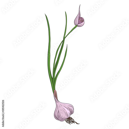 vector drawing garlic plant
