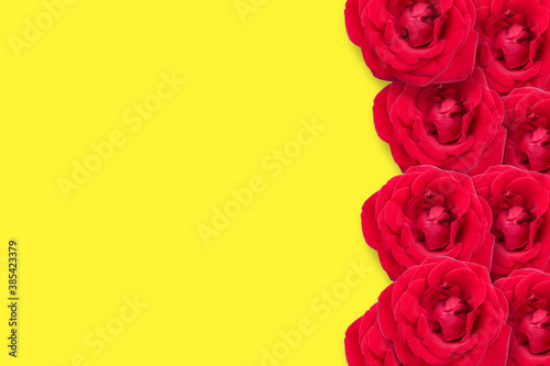 Yellow background. Red flower of rose isolated on a yellow background. Red rose.Copy sapce. Postcard. Place for text