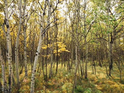 A beautiful autumn scene with birch trees covered in golden yellow leaves at Assiniboine Forest in Winnipeg, Manitoba, Canada

