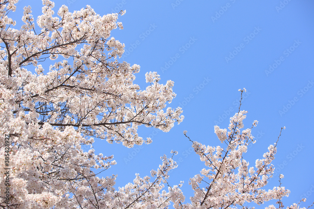 ソメイヨシノと青空 ソメイヨシノと青空