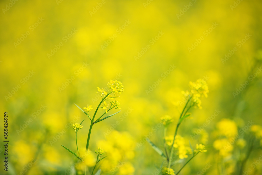 菜の花 菜の花