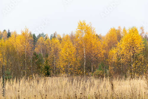 autumn landscape in the forest with yellow birch trees and green firs and pines in cloudy day