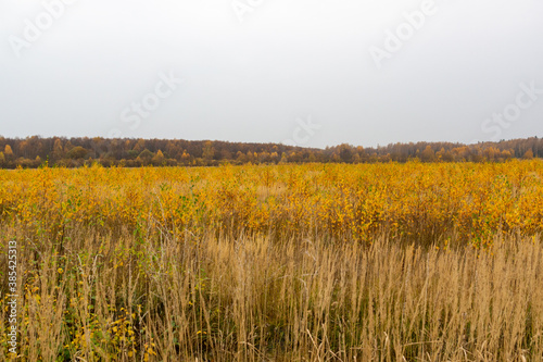 autumn landscape in the forest with yellow grass  birch trees and forest lines in cloudy day