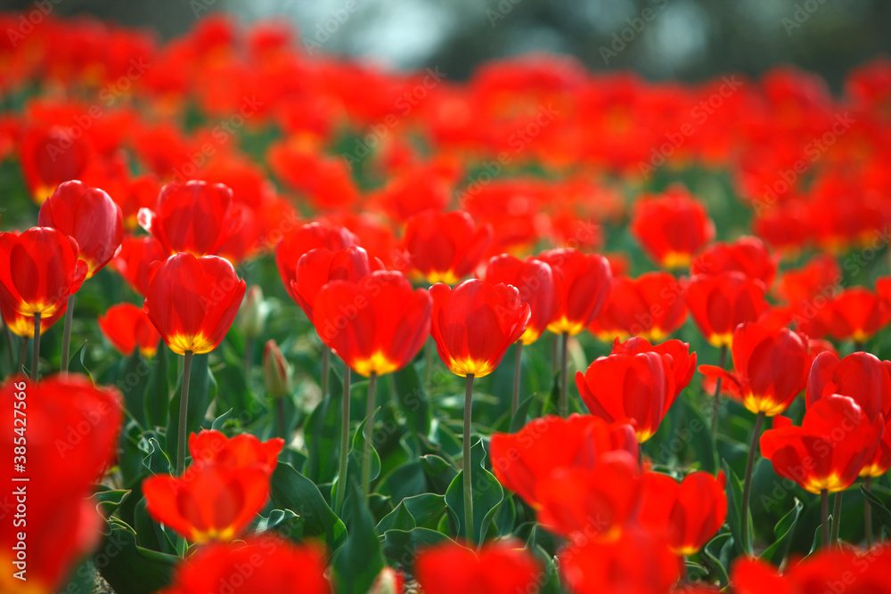 Fototapeta premium 赤いチューリップ