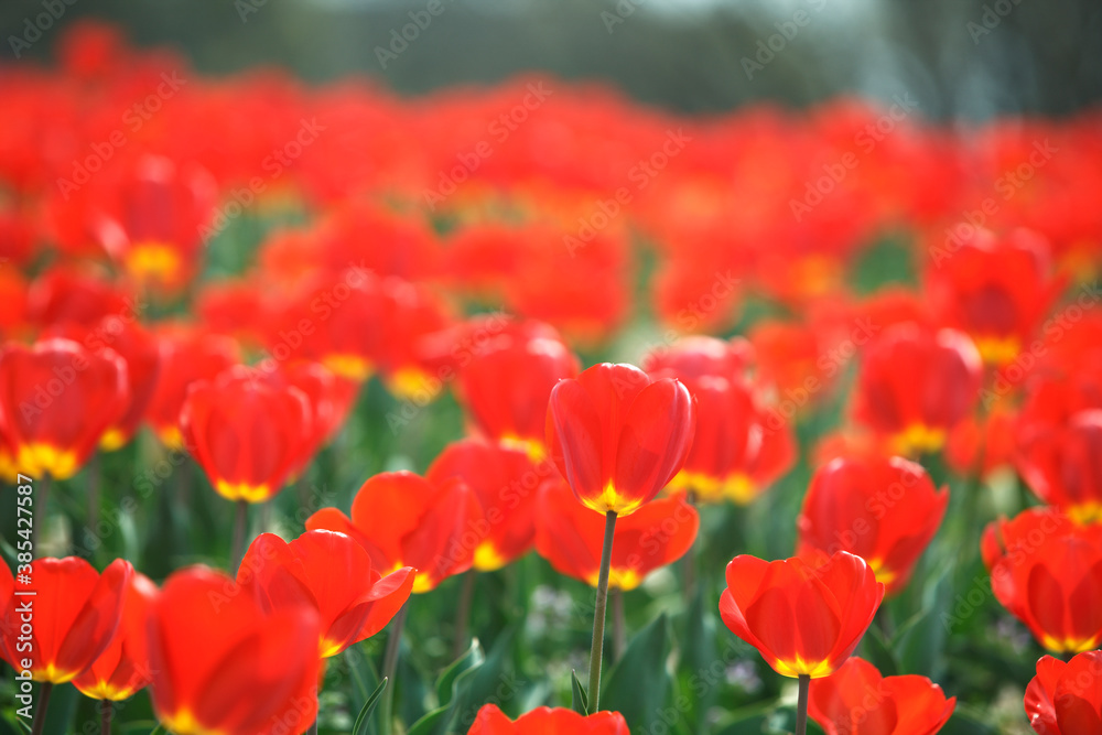 Fototapeta premium 赤いチューリップ