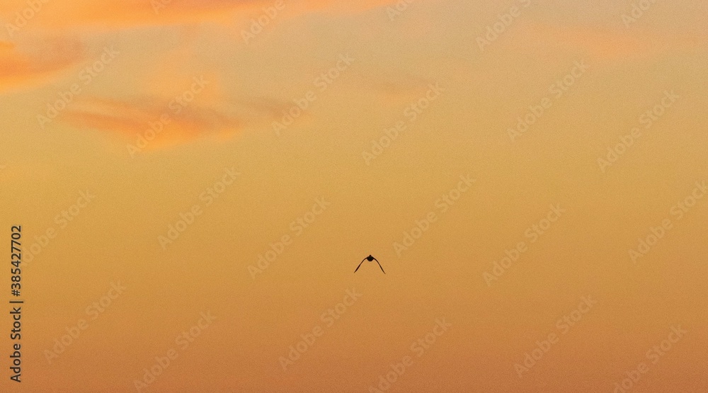 Silhouette of Bird in Flight