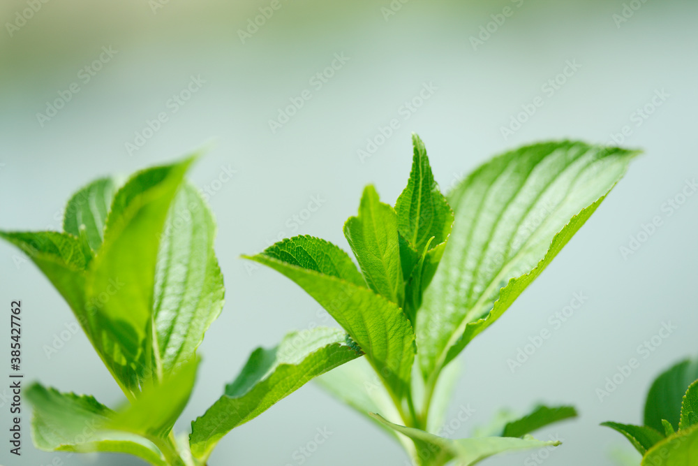 Obraz premium 新芽