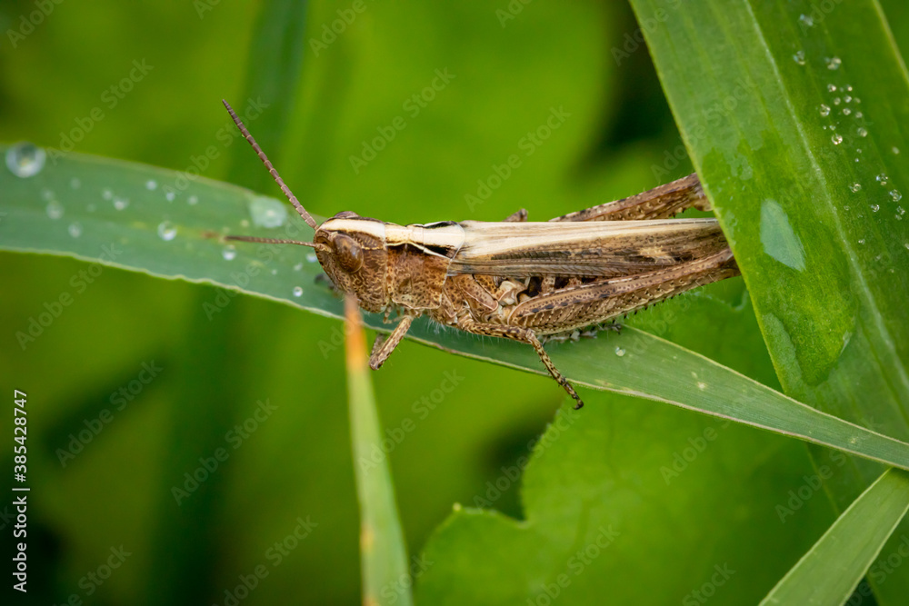 Bow-winged grasshopper (Chorthippus biguttulus) Bow-winged grasshopper (Chorthippus biguttulus)