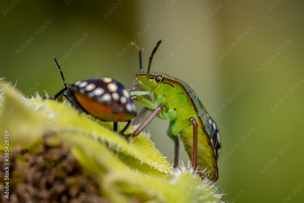Fototapeta premium Southern green shield bug or Green vegetable bug (Nezara viridula)