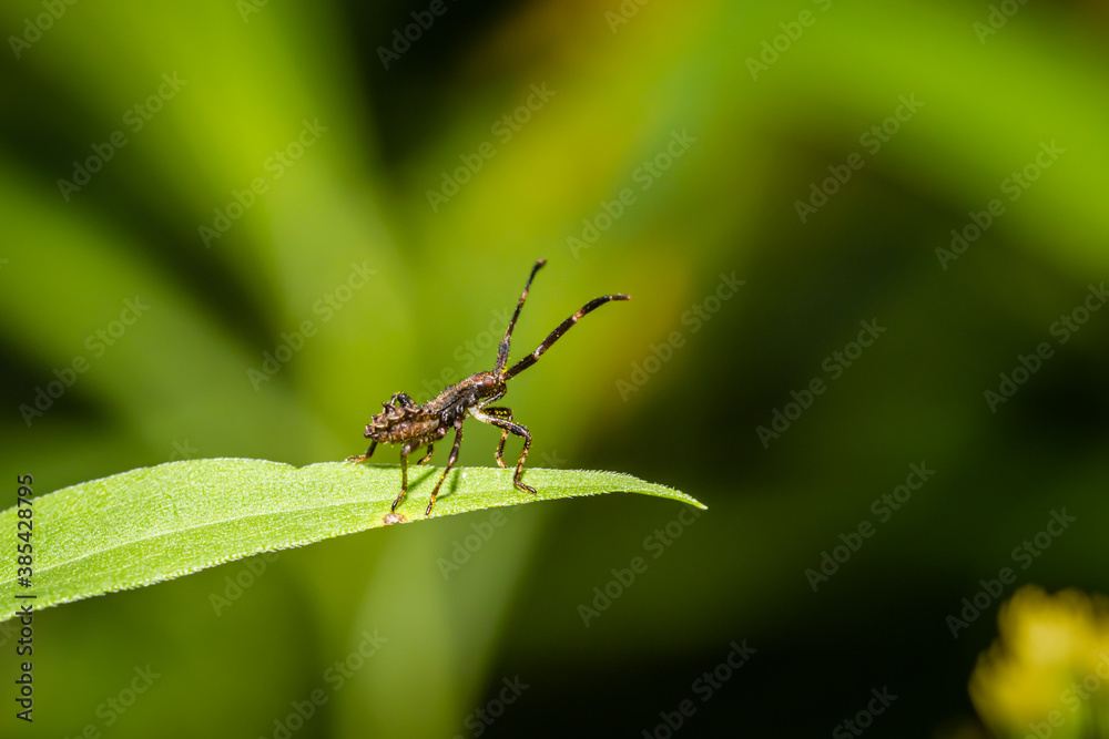 Rhombic leatherbug (Syromastus rhombeus) Rhombic leatherbug (Syromastus rhombeus)