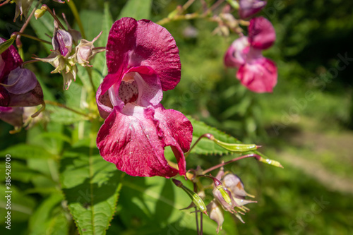 Принти на полотні Policeman's helmet flower (Impatiens glandulifera)