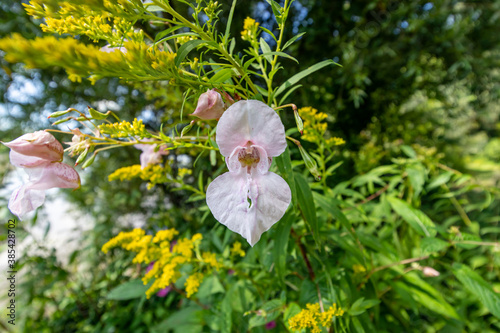 Policeman's helmet flower (Impatiens glandulifera) photo