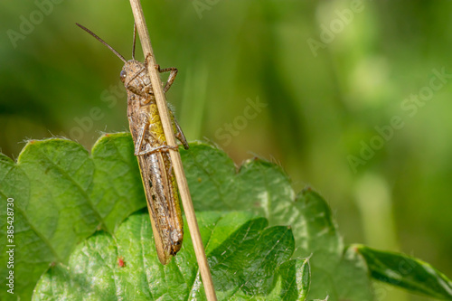Locust macro