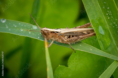 Bow-winged grasshopper (Chorthippus biguttulus) © Gbor