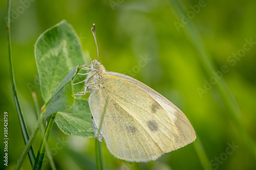 Small white or cabbage white butterfly (Pieris rapae) on Red clover (Trifolium pratense)