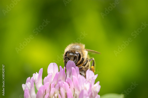 A bee feed on Red clover (Trifolium pratense) © Gbor
