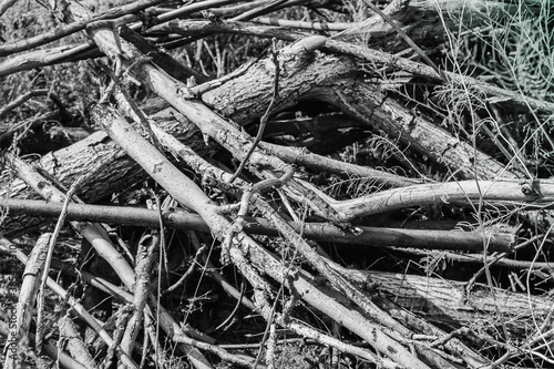 A bunch of dry twigs. Firewood. Dry trees.