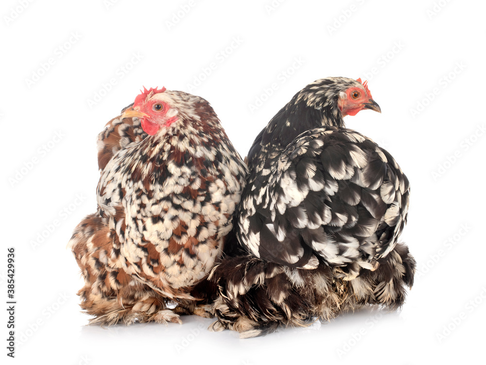 Fototapeta premium Pekin Bantam in studio